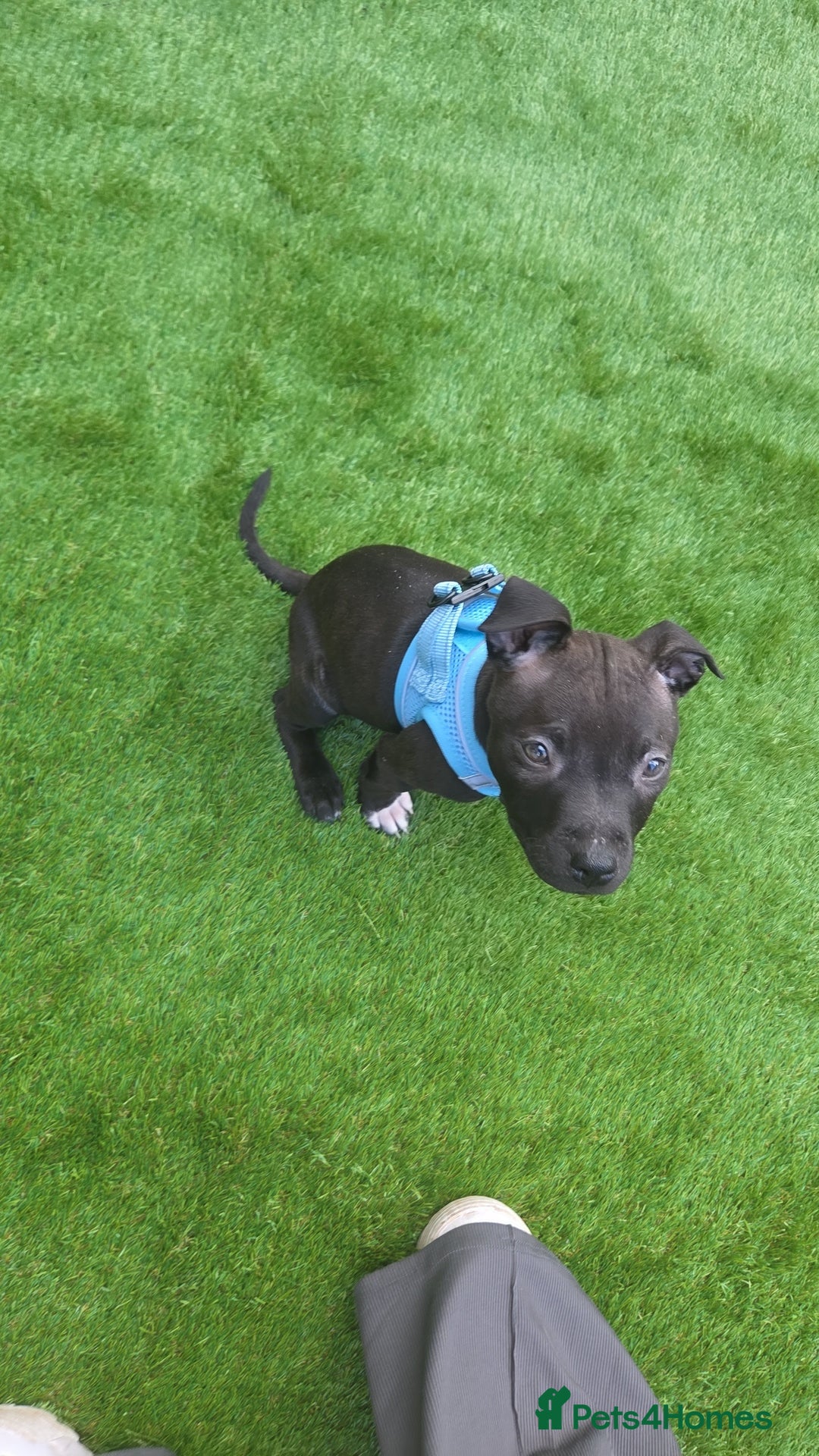 Staffordshire Bull Terrier dogs for sale: Staffy pup - Image 2