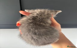 British Shorthair cats for sale: Kittens available BLUES in Axbridge - Image 14