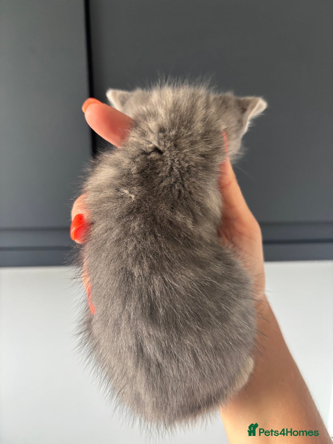 British Shorthair cats for sale: Kittens available BLUES in Axbridge - Image 14