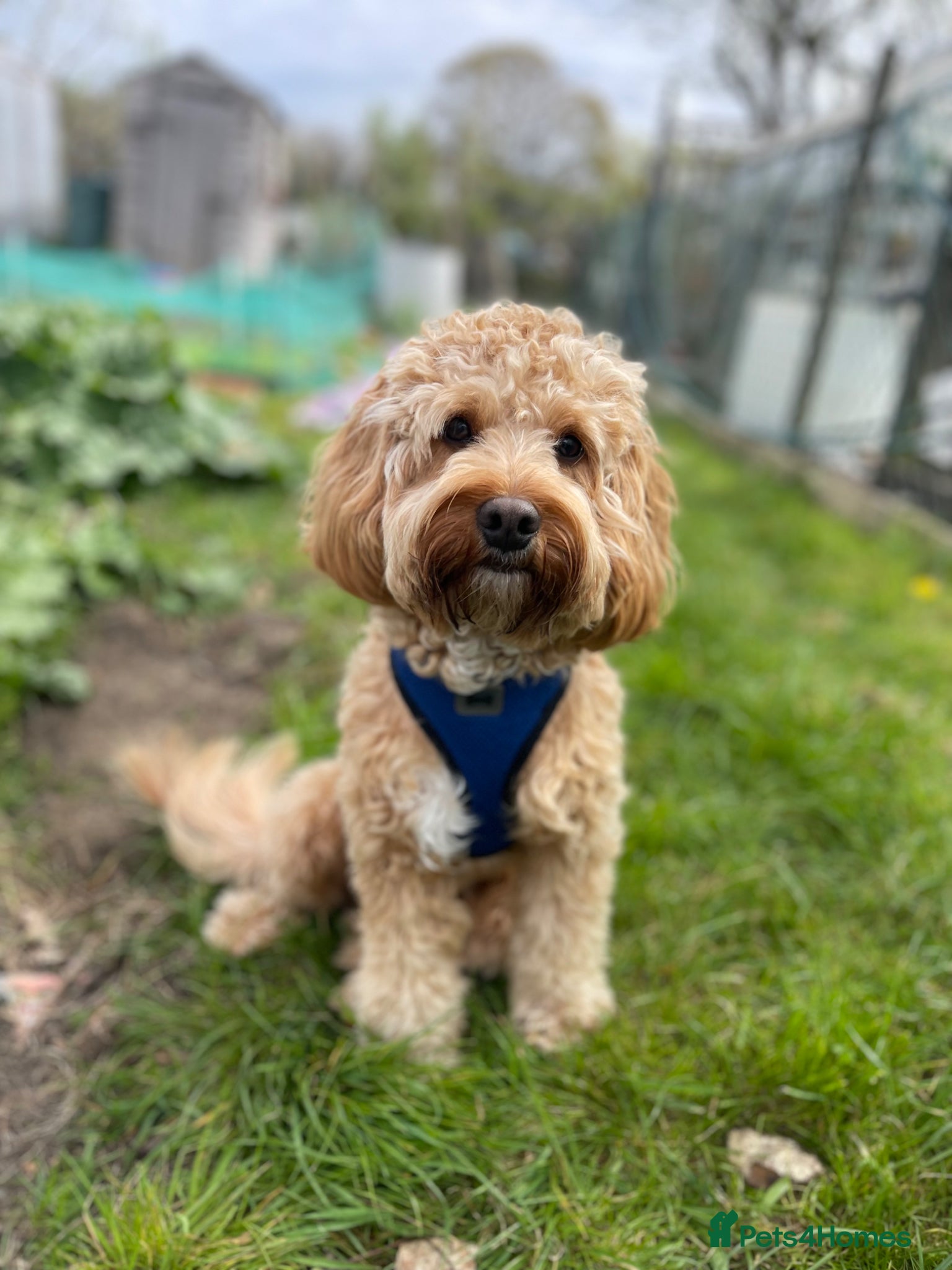 Cockapoo dogs Handsome cockapoo - For stud until proven - Advert 2
