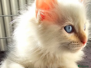 Ragdoll cats - Advert 17