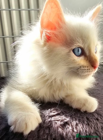 Ragdoll cats - Advert 14