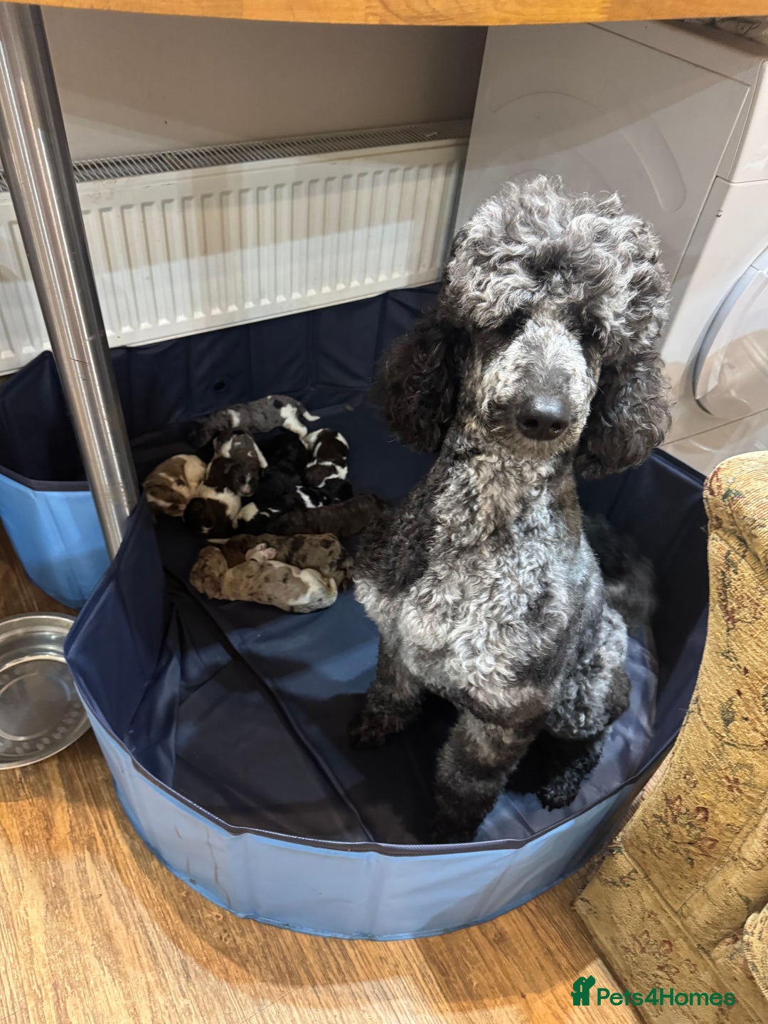 Cockapoo dogs for sale: F1 Standard Rare Parti, Solid and Merle Cockapoos - Advert 3