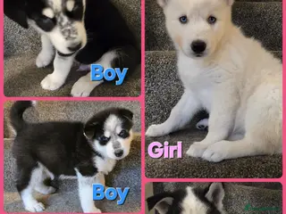 Siberian Husky dogs ***Ready now 5 Beautiful Husky puppies*** - Advert 1