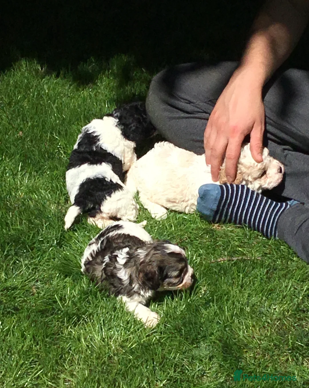 Toy Poodle dogs for stud: Gorgeous Black & White parti toy poodle in Saint Neots - Advert 17