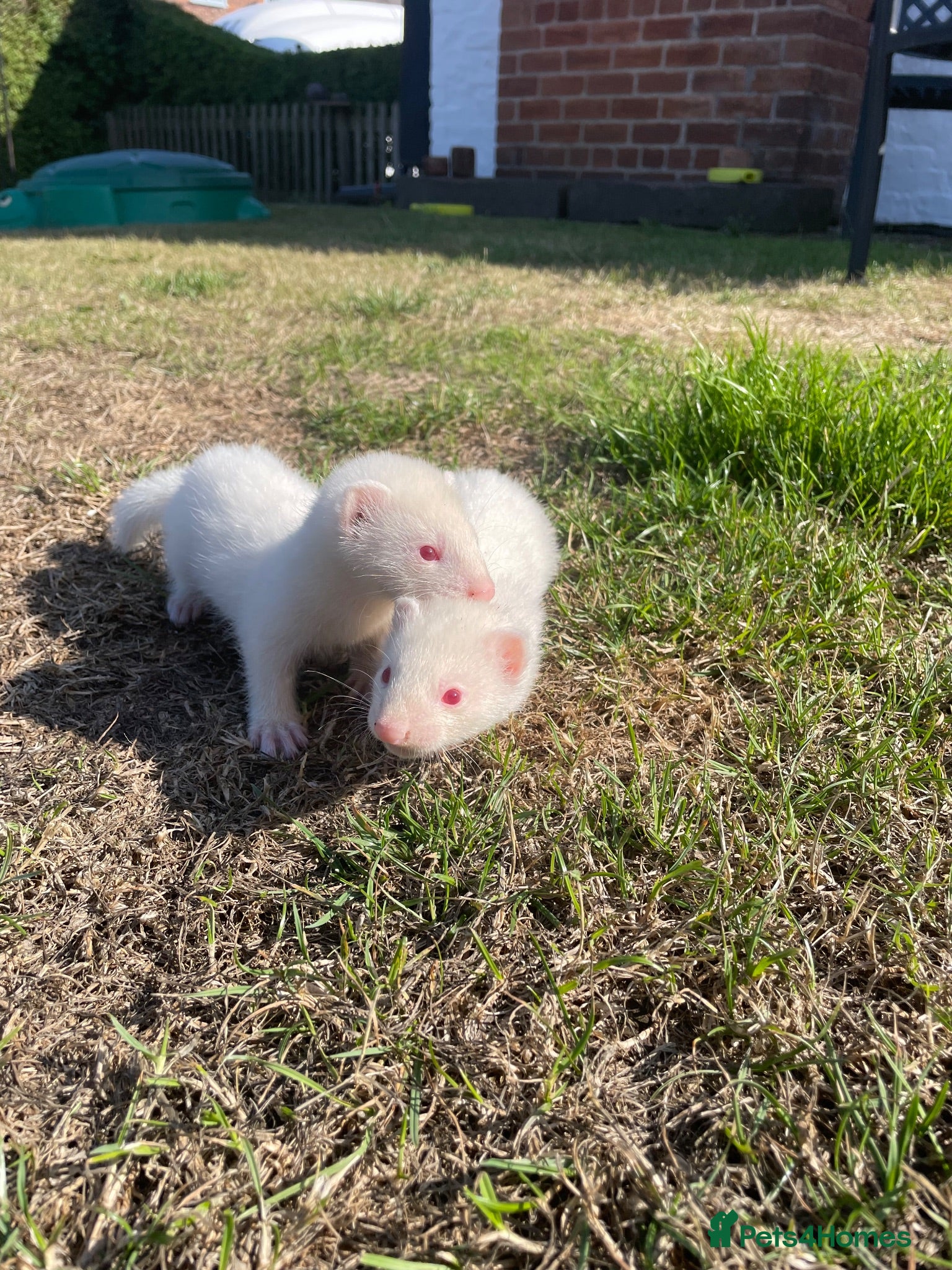 Ferret rodents 2 Standard size Working Ferret’s for sale - Advert 1
