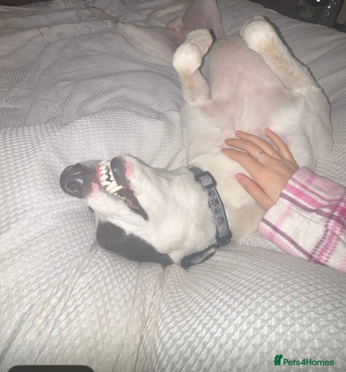 Mixed Breed dogs Lurcher  - Advert 7