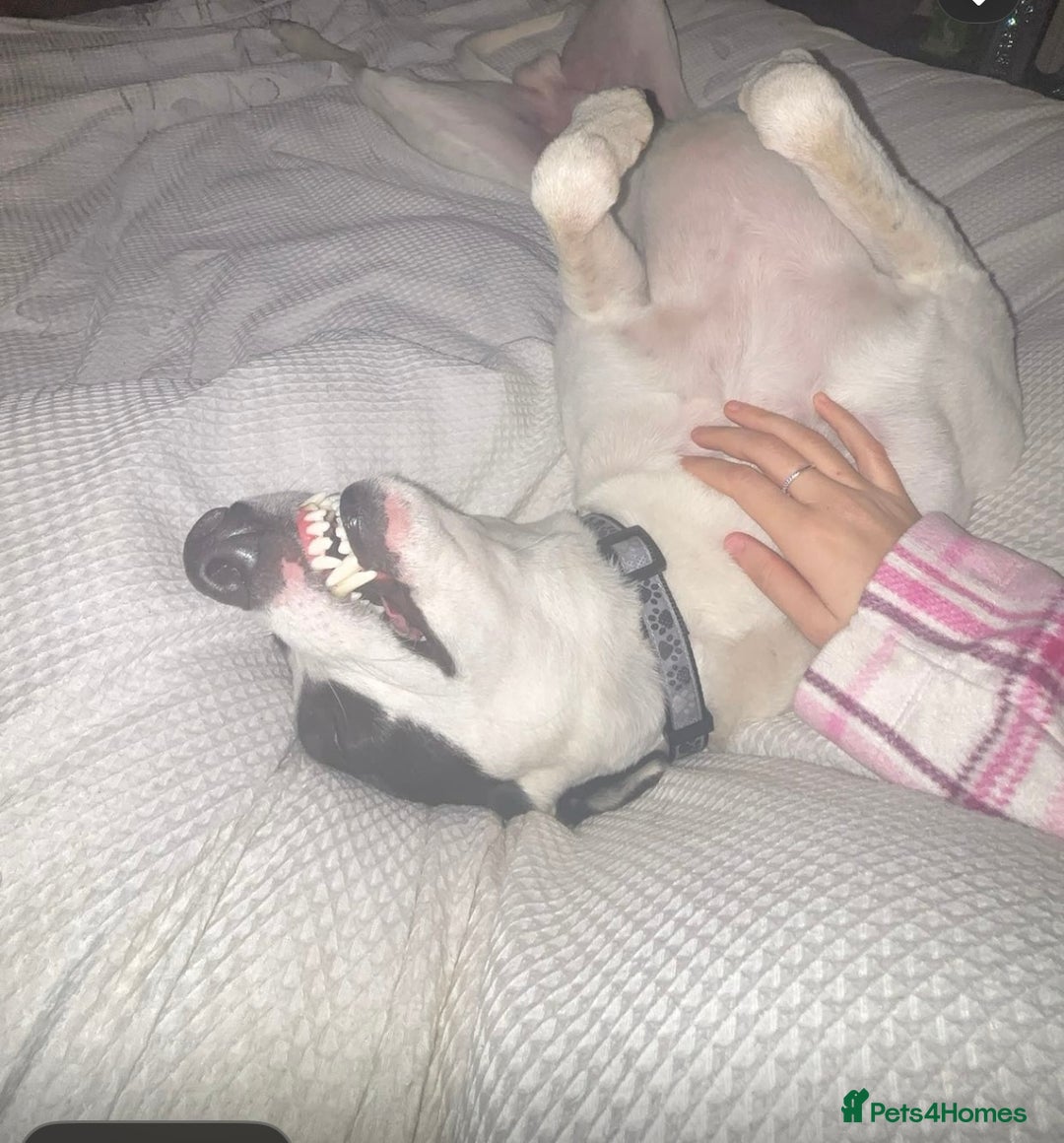 Mixed Breed dogs for sale: Lurcher  - Advert 1