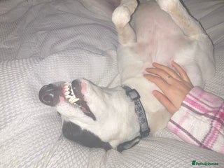 Mixed Breed dogs Lurcher - Advert 1