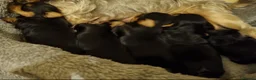 Yorkshire Terrier dogs for sale: Yorkshire Terrier Boy  - Advert 5