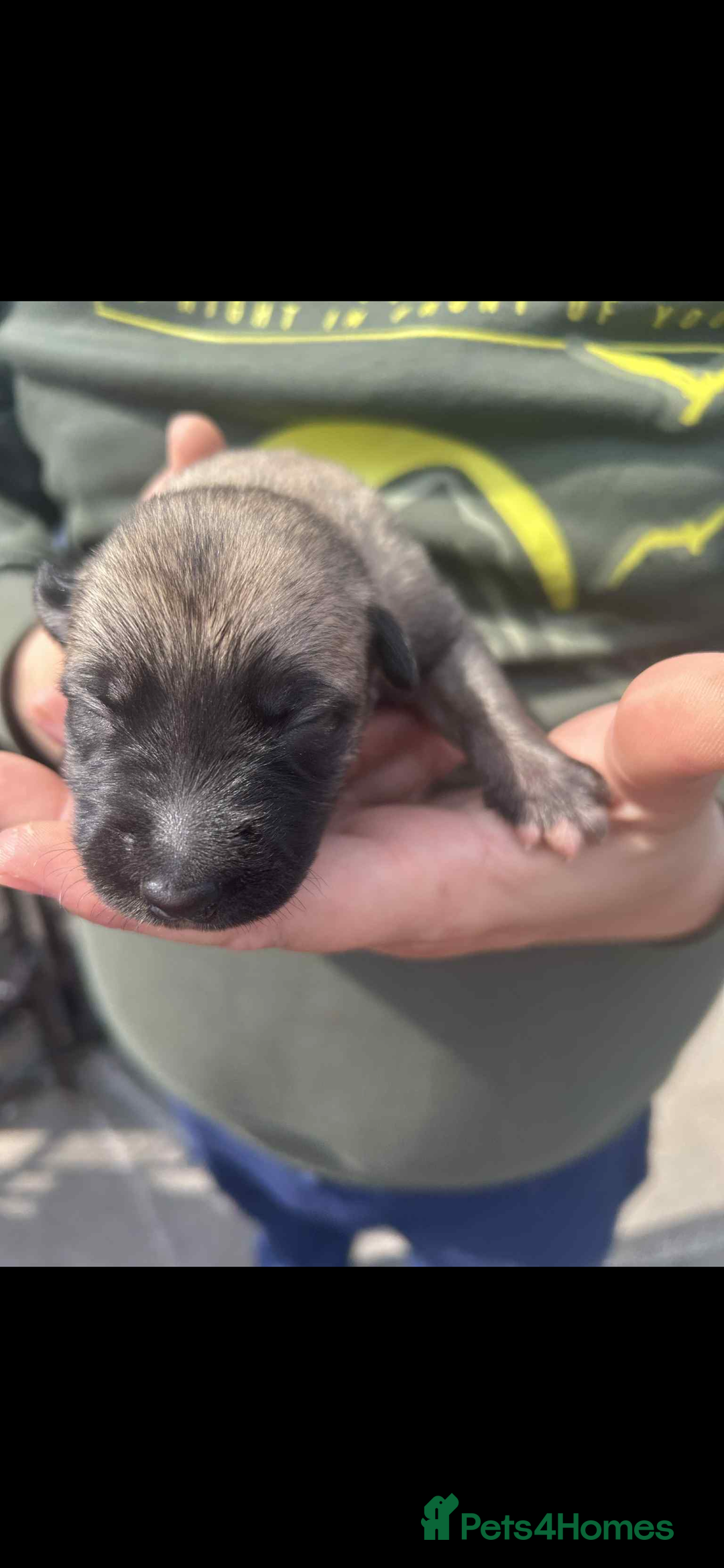 Mixed Breed dogs for sale: Belgian Malinois X Greyhound   - Image 8