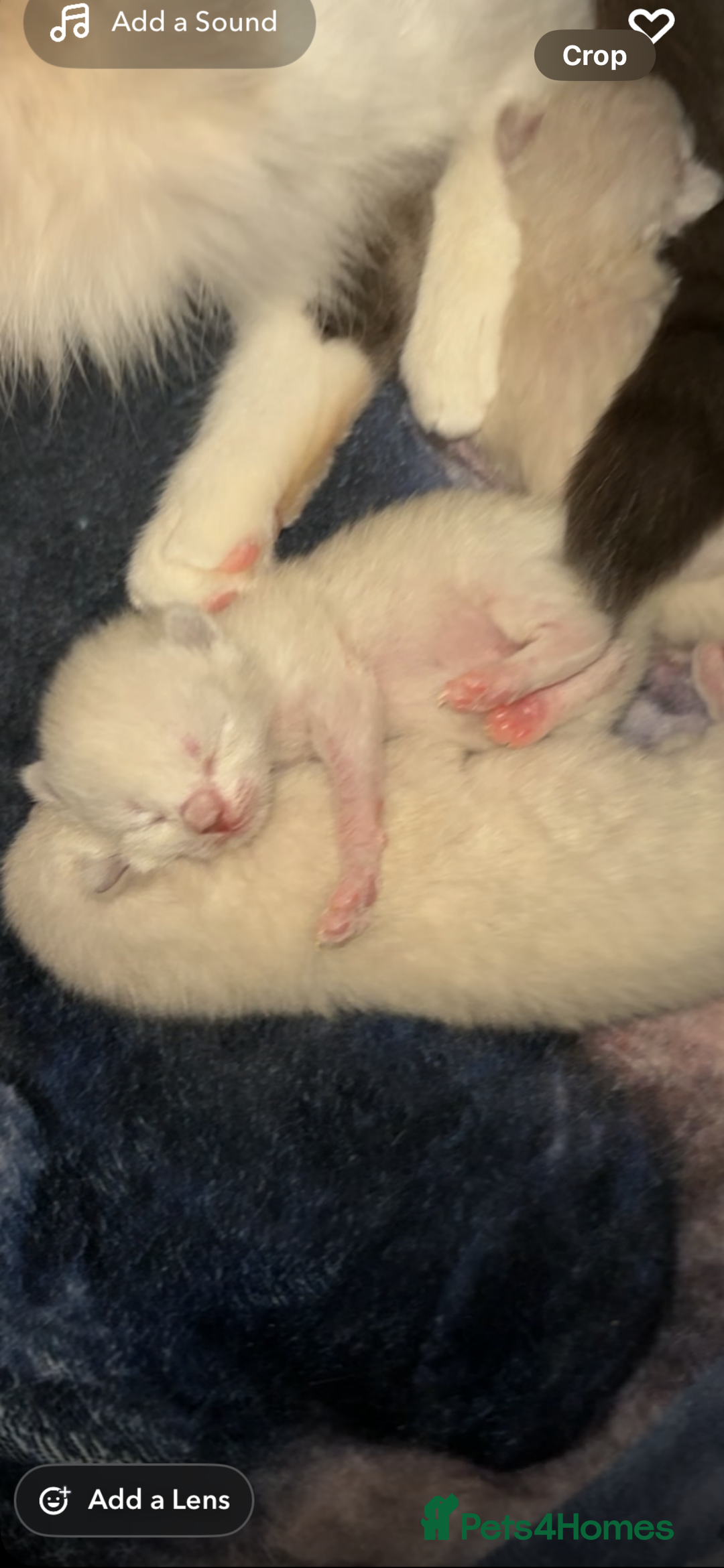 Ragdoll cats for sale: Ragdoll kittens  - Image 10