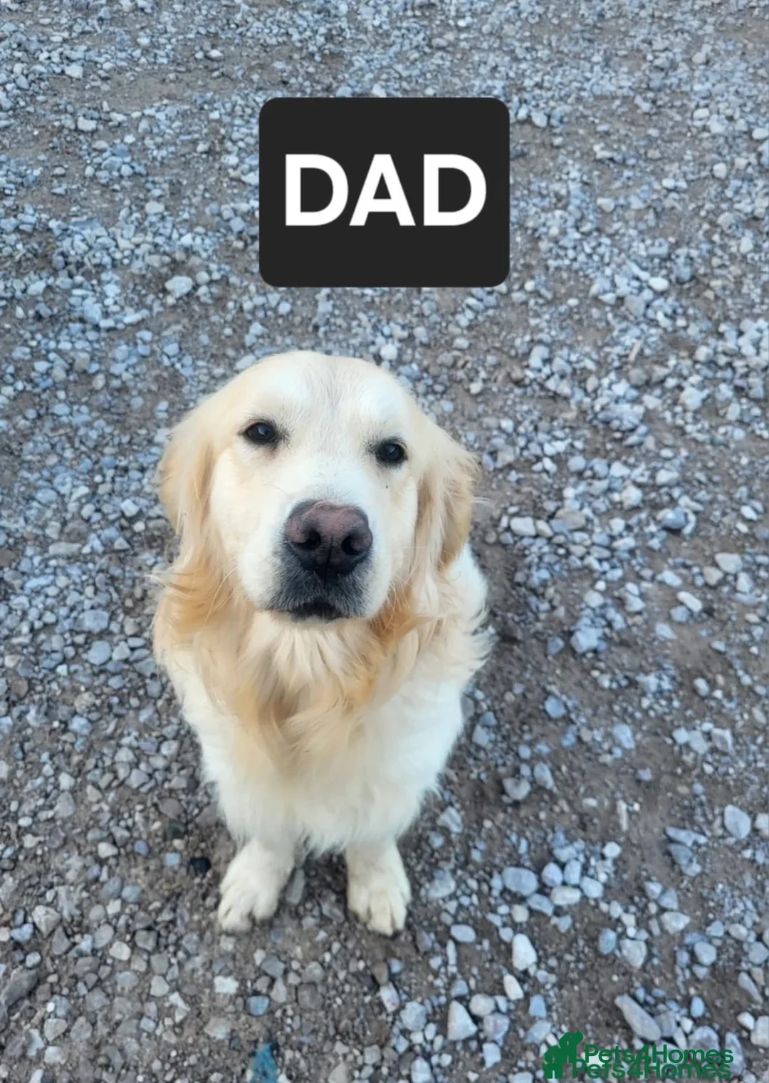 Golden Shepherd dogs for sale: Golden retriever/german shepherd puppy in Leyland - Advert 9