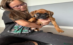 Boxer dogs for sale: 4 beautiful black masked KC Reg Boxer puppies  in Newton Abbot - Image 7