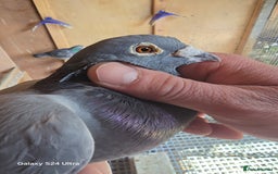 Pigeons birds for sale: Baby and adult racing Pigeons  - Image 2