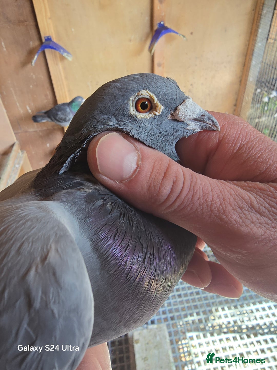 Pigeons birds for sale: Baby and adult racing Pigeons  - Image 2