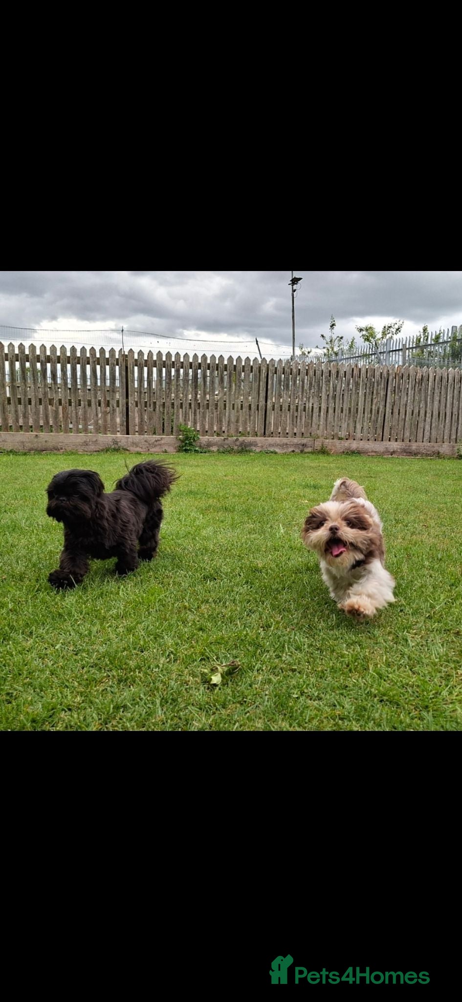 Shih Tzu dogs 5 beautiful KC reg shih Tzu puppies  - Advert 2