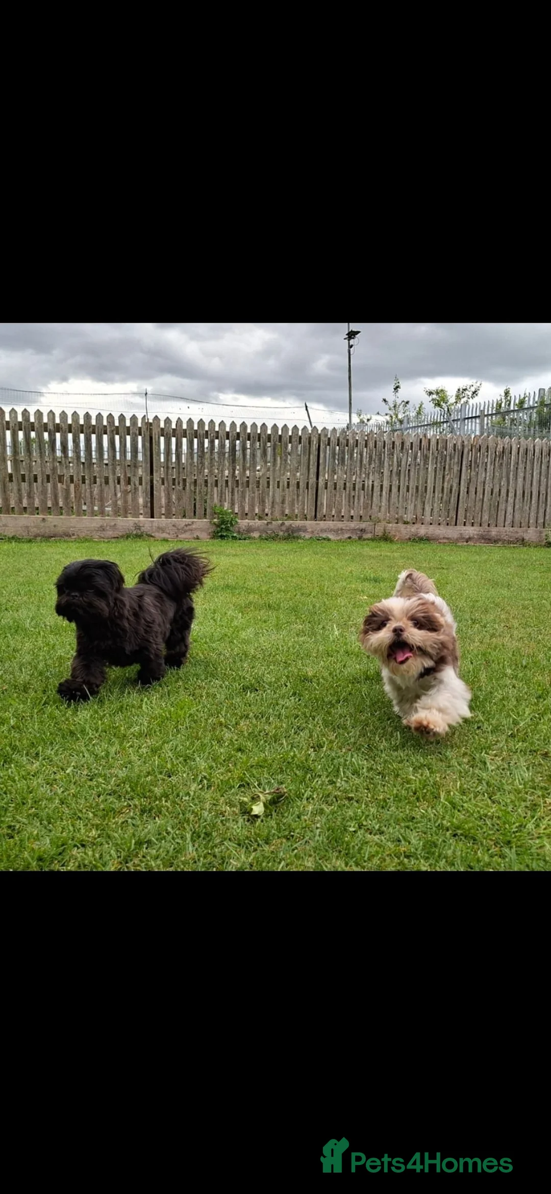 Shih Tzu dogs for sale: 5 beautiful KC reg shih Tzu puppies  - Advert 2