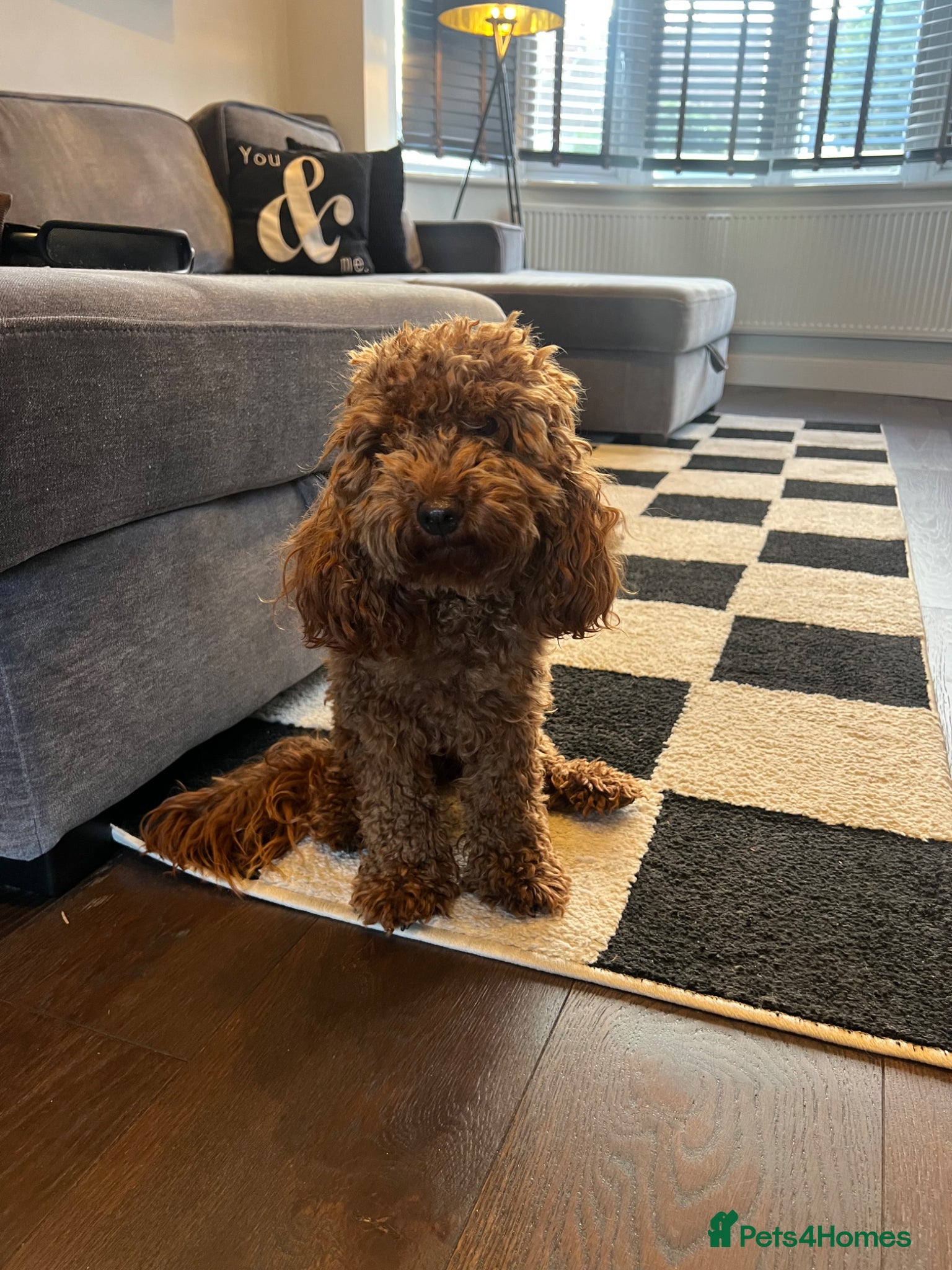 Cavapoo dogs 1 yr old Cavapoo - Exceptionally trained & loving - Advert 1