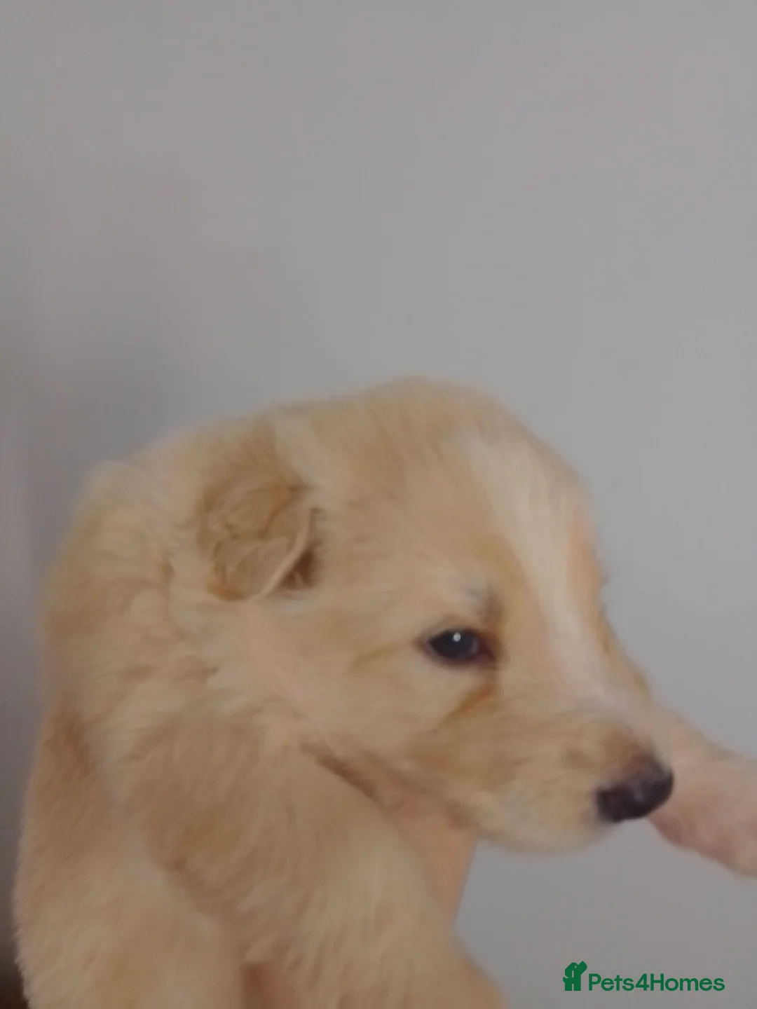 German Shepherd dogs for sale: White long coat straight back German Shepherd pups - Advert 21