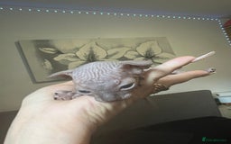 Sphynx cats for sale: Sphynk - Image 12