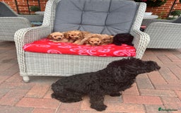 Cockapoo dogs for sale: Cockapoo - Image 6