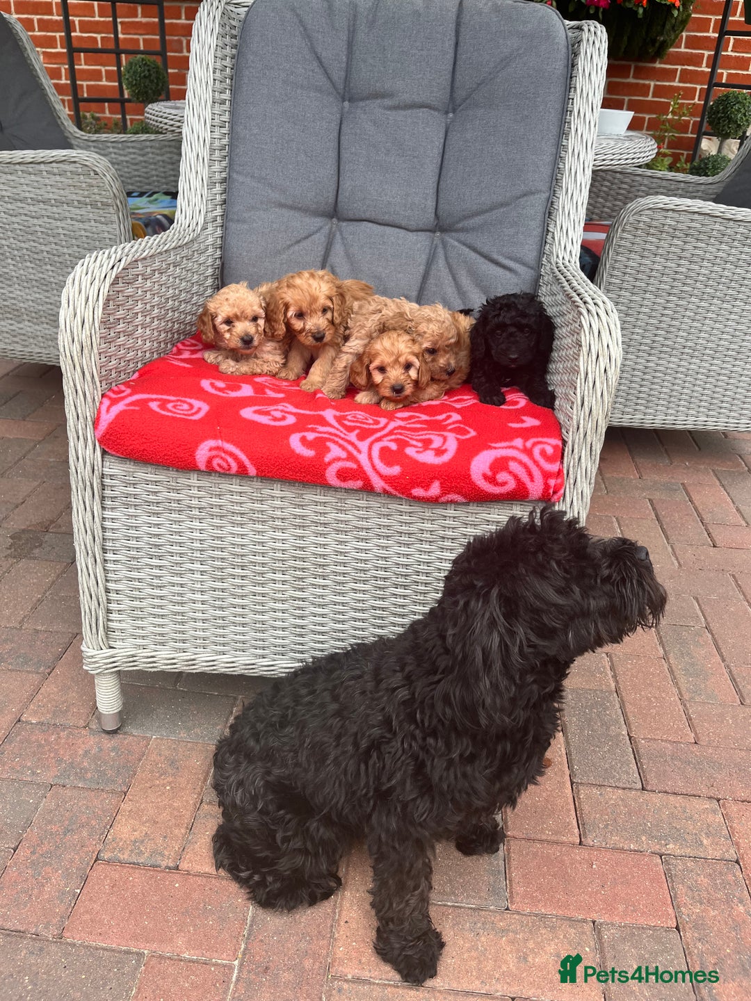 Cockapoo dogs for sale: Cockapoo - Image 6