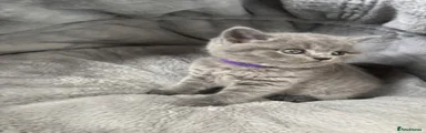British Shorthair 4
