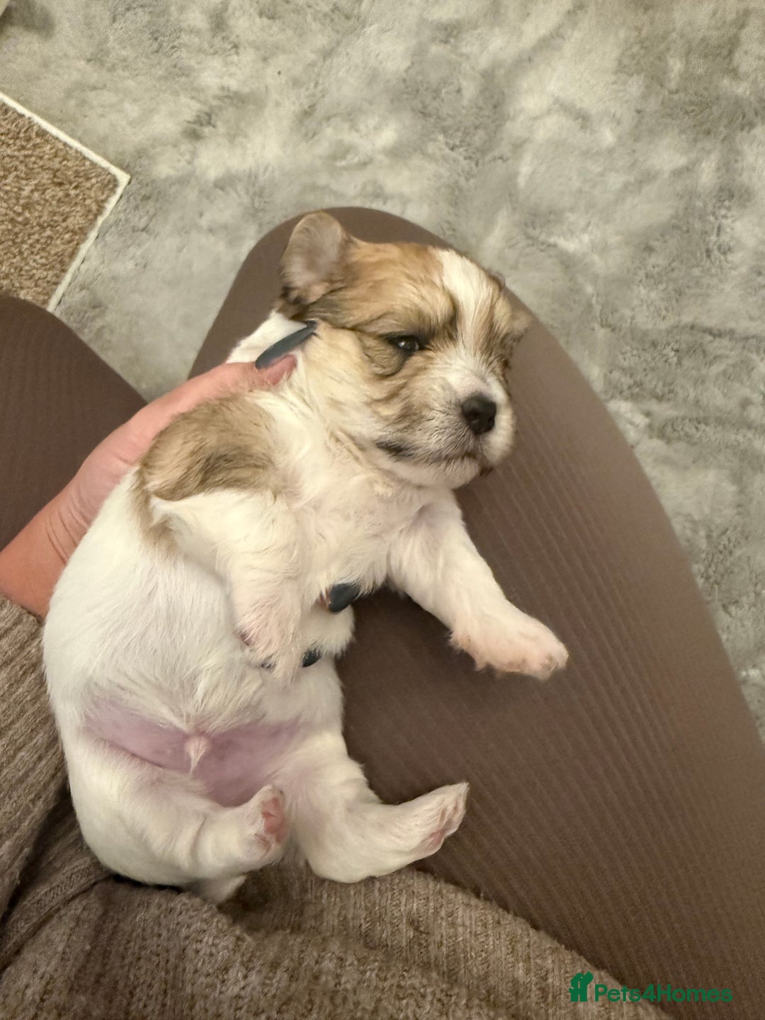 Mixed Breed dogs for sale: Absolutely gorgeous lhatese puppies - Advert 26