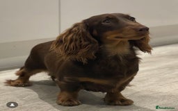 Miniature Dachshund dogs for sale: 👻🎃Miniature long coat Dachshunds 🎃👻 - Image 8