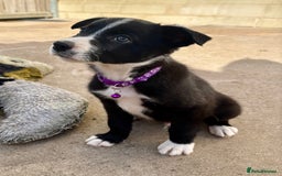 Border Collie dogs for sale: Pure bred, beautiful Border Collie puppies 🖤🤍🐾 - Image 6