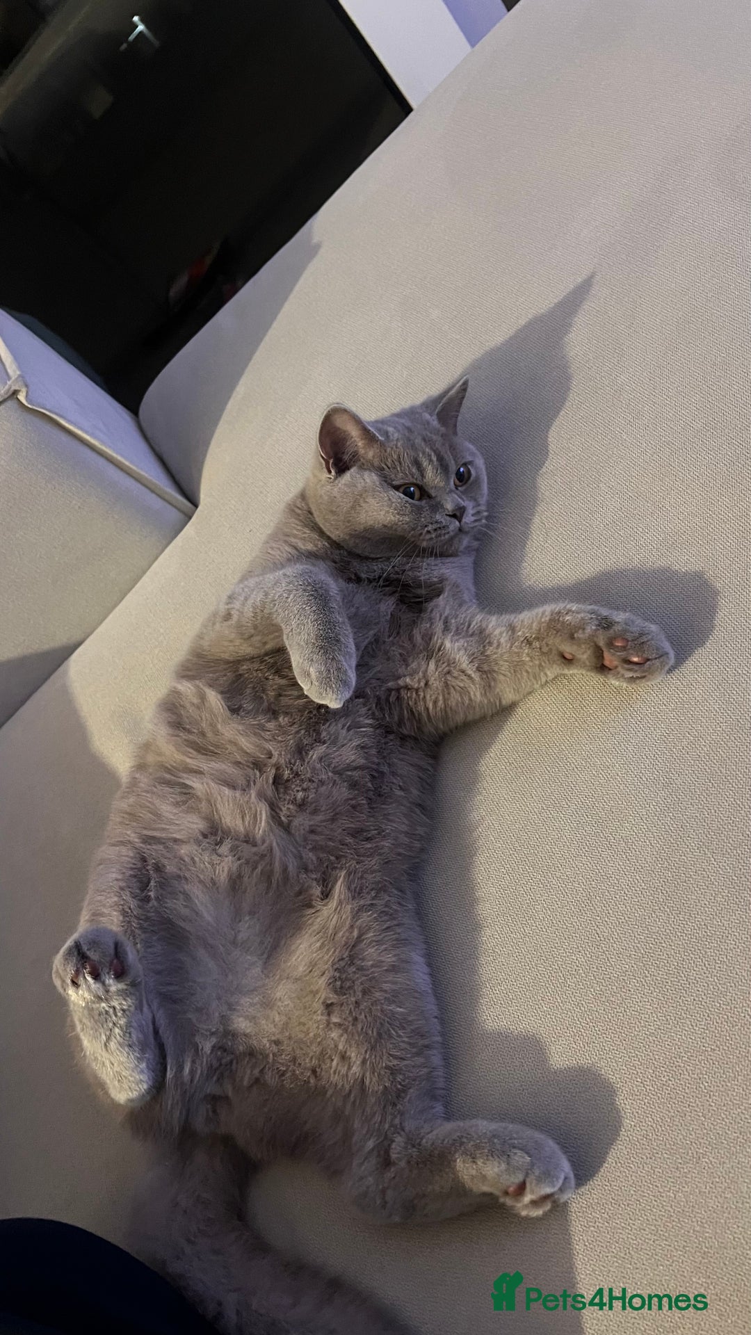 British Shorthair cats for sale: Rare British shorthair  - Advert 3