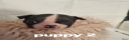 Boston Terrier dogs for sale: Boston Terrier Puppies  - Advert 20