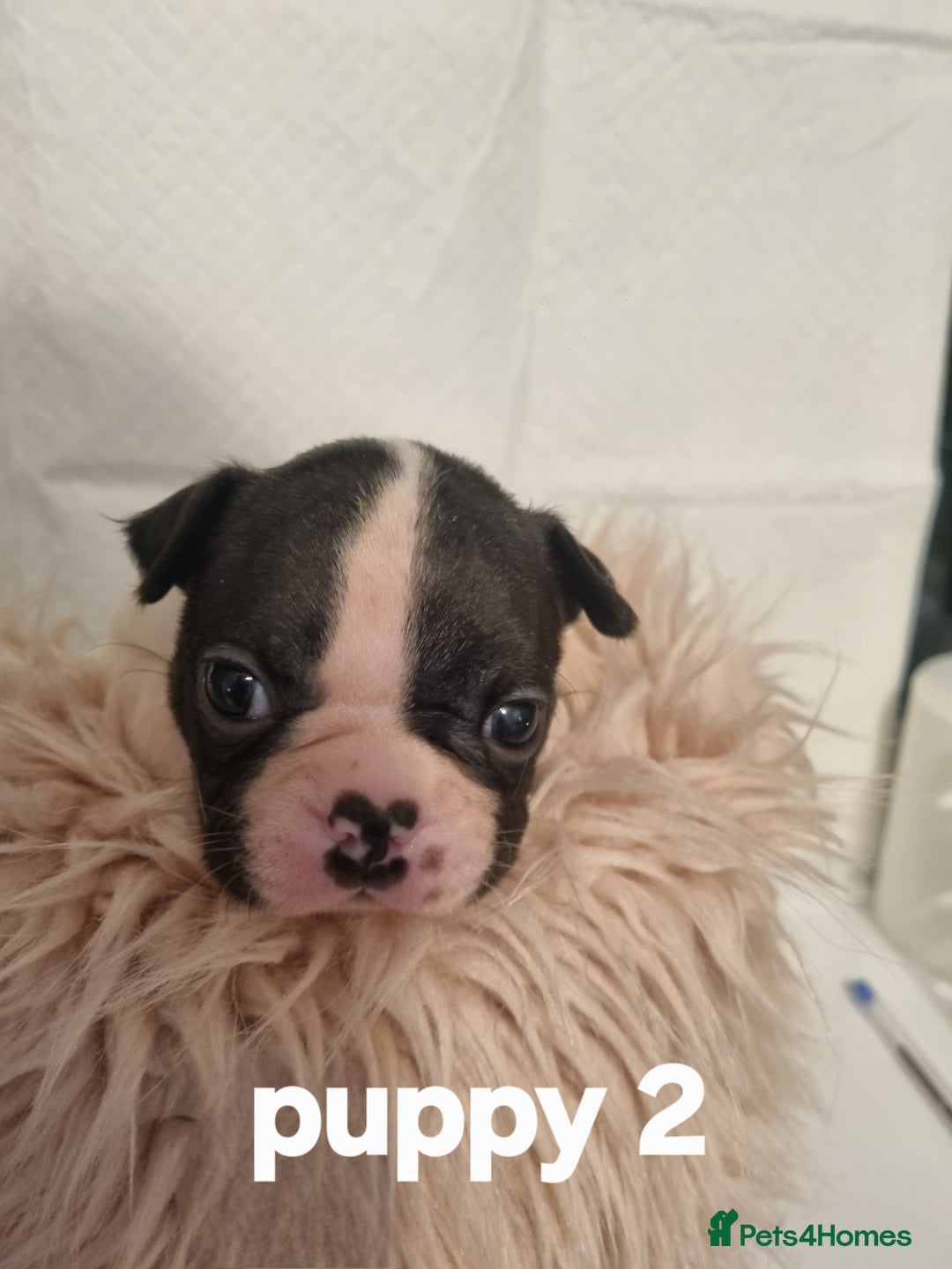 Boston Terrier dogs for sale: Boston Terrier Puppies  - Advert 20
