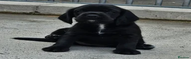 Black Female