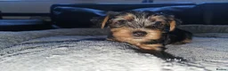 Yorkshire Terrier dogs for sale: 🐶 💖Pedigree Yorkshire Terrier Puppies💖 🐶 - Advert 27
