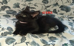 Mixed Breed cats for sale: READY NOW!!! 🐈‍⬛🐈‍⬛🐈‍⬛ - Image 19