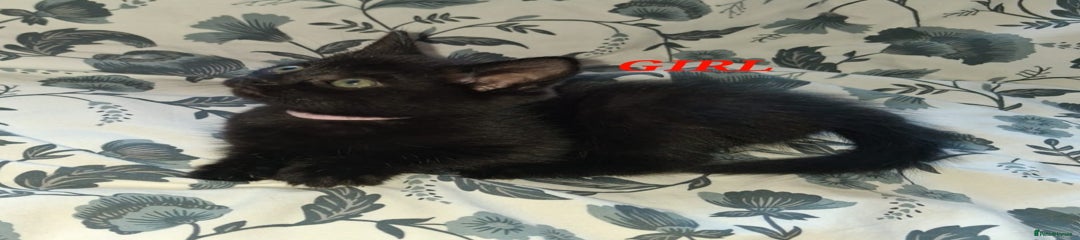 Mixed Breed Kitten 4