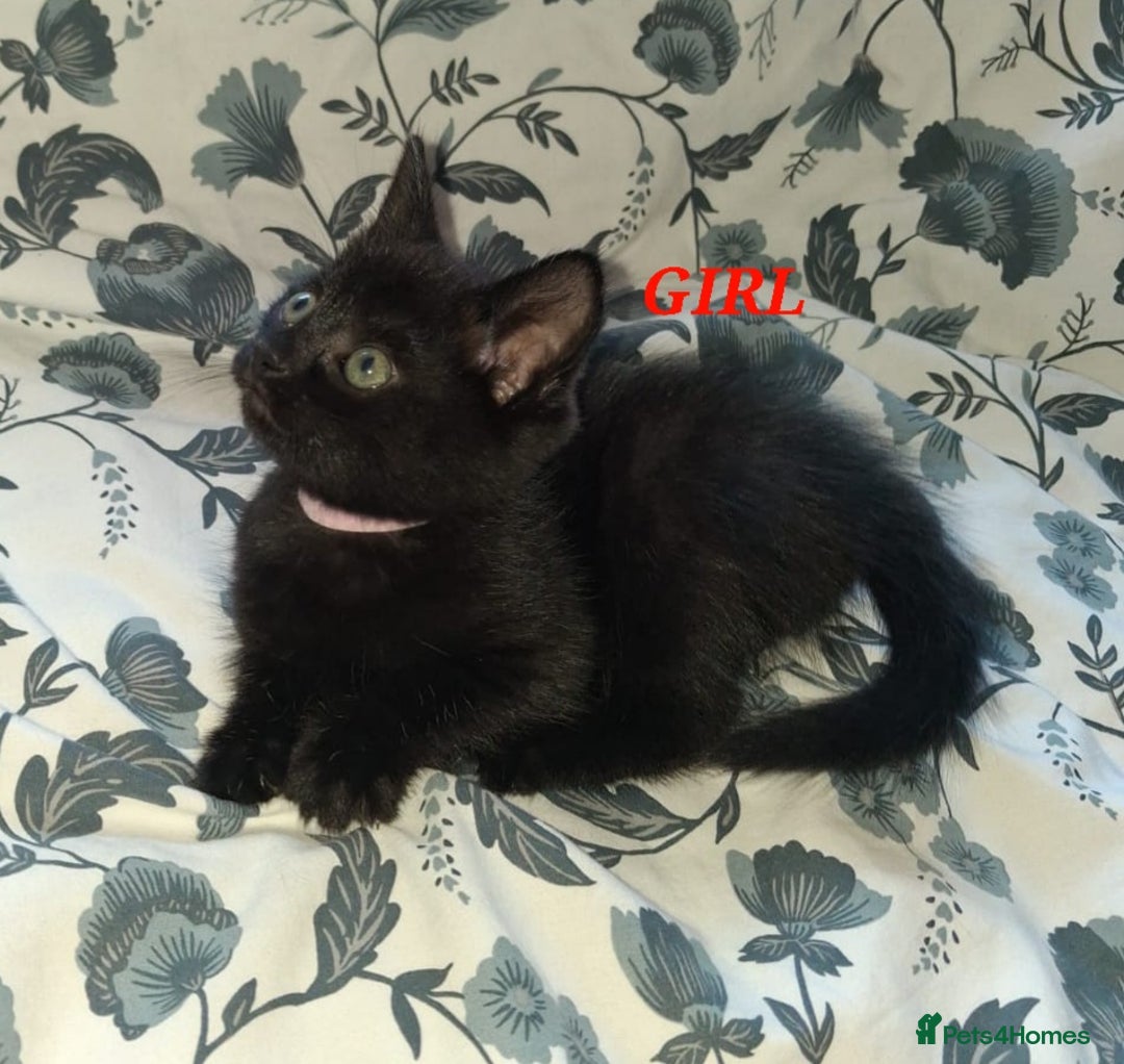 Mixed Breed cats for sale: READY NOW!!! 🐈‍⬛🐈‍⬛🐈‍⬛ - Image 19