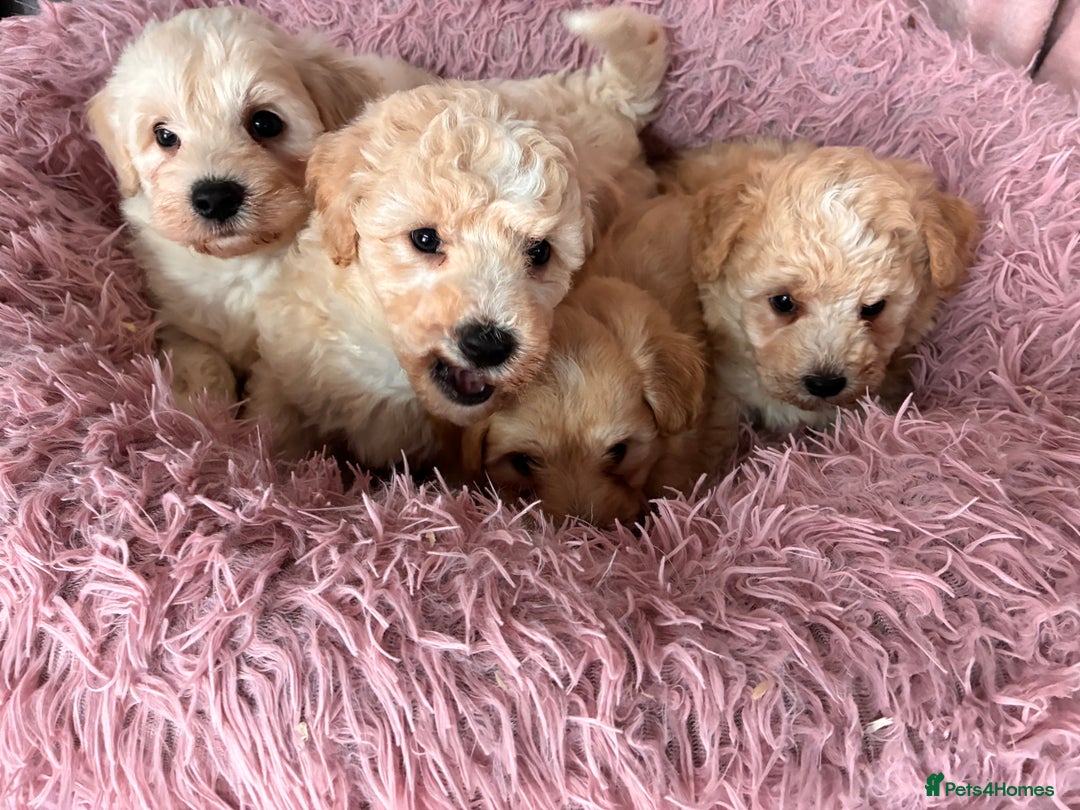 Poochon dogs for sale: *Stunning Poochon puppies* - Image 4