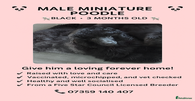 Miniature Poodle dogs in Chelmsford - Advert 10