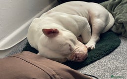 Mixed Breed dogs for sale: Eddie - Image 6