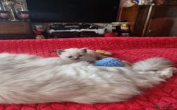 Ragdoll cats for sale: Kitten - Image 26