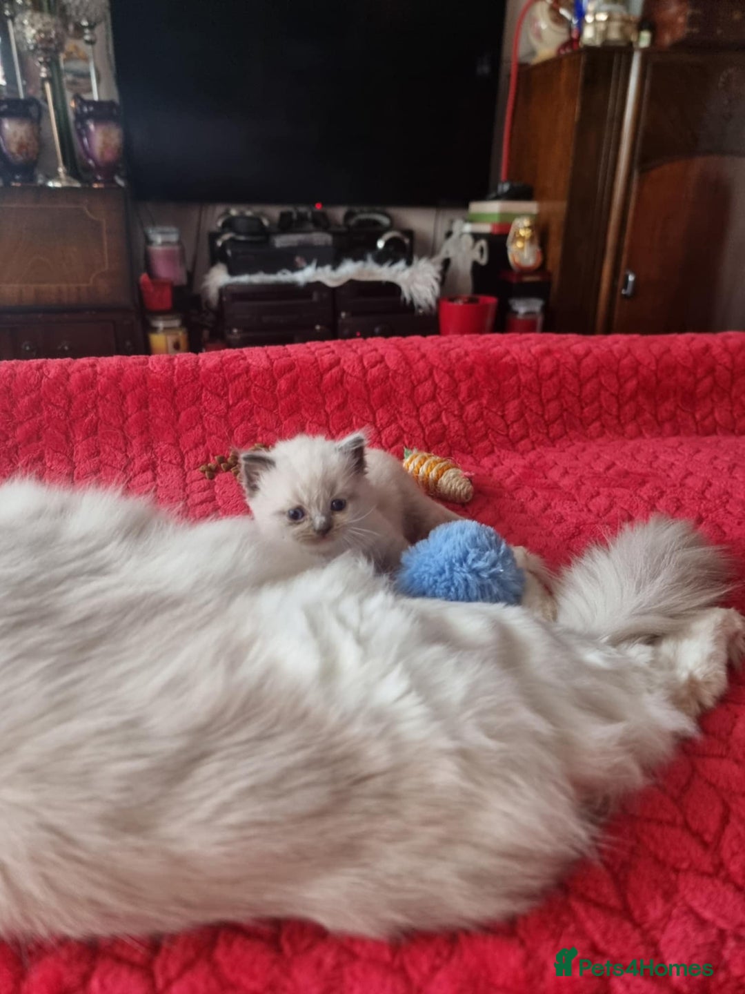 Ragdoll cats for sale: Kitten - Image 26