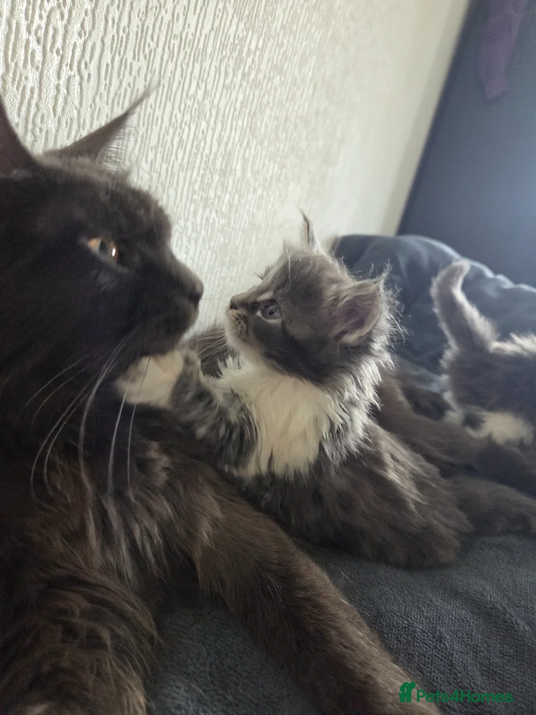 Maine Coon cats for sale: Maine coon - Advert 4