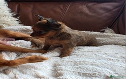Russian Toy Terrier dogs for sale: Russian Toy Puppies  - Image 12