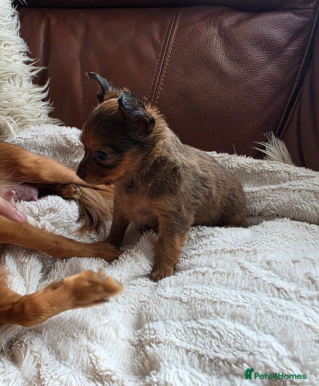 Russian Toy Terrier dogs for sale: Russian Toy Puppies  - Image 12