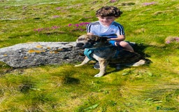 American Bull Staffy dogs for sale: Pups due 22 August  - Image 7