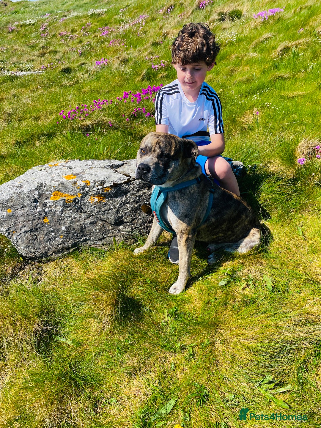 American Bull Staffy dogs for sale: Pups due 22 August  - Image 7