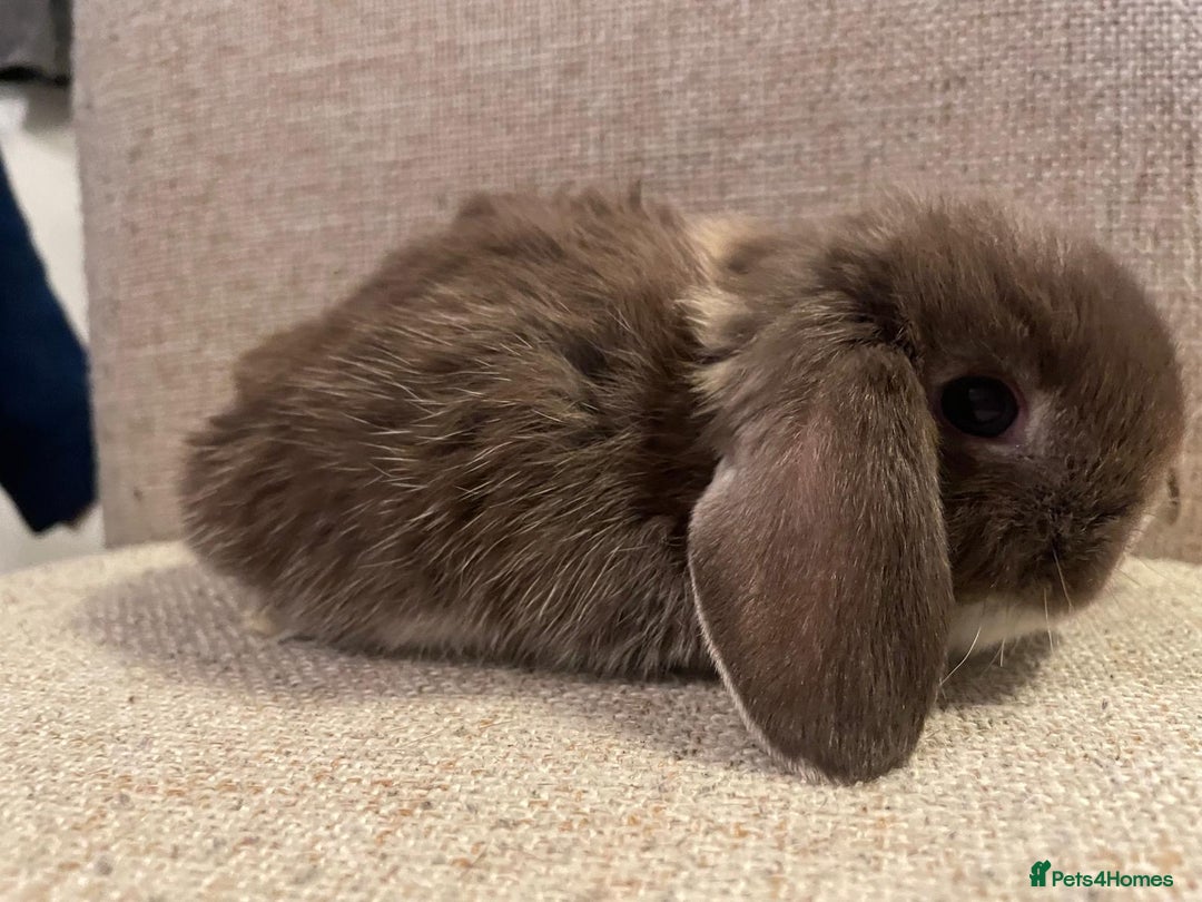 Mini Lop rabbits for sale: Healthy lovely bunny  - Advert 3